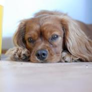 Cavalier king charles spaniel diesel