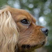 Cavalier king charles spaniel diesel