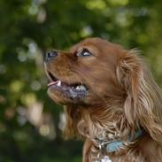 Cavalier king charles spaniel diesel
