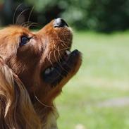 Cavalier king charles spaniel diesel