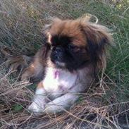 Pekingeser Bailey