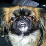 Pekingeser Bailey
