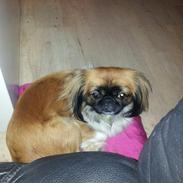 Pekingeser Bailey