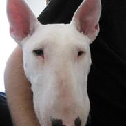 Bullterrier Little miss piggy (Magz)