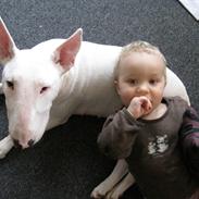 Bullterrier Little miss piggy (Magz)