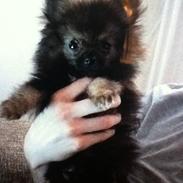 Pomeranian Cody