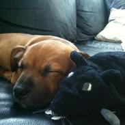 Staffordshire bull terrier Niño