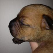 Staffordshire bull terrier Niño