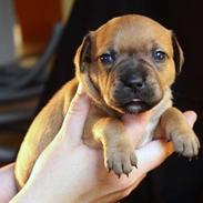 Staffordshire bull terrier Niño