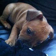 Staffordshire bull terrier Niño