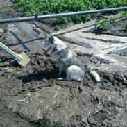 Alaskan malamute Kisja