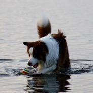 Australian shepherd Barney <3