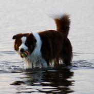 Australian shepherd Barney <3