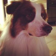 Australian shepherd Barney <3