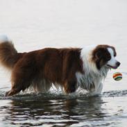 Australian shepherd Barney <3