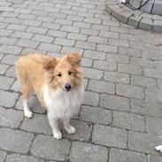 Shetland sheepdog Messi