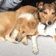 Shetland sheepdog Messi