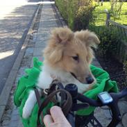 Shetland sheepdog Messi