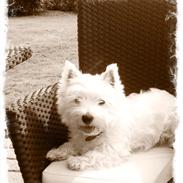 West highland white terrier Sofiensdals Treasure Hunt