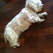 West highland white terrier Sofiensdals Treasure Hunt