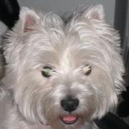 West highland white terrier Sofiensdals Treasure Hunt
