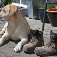 Labrador retriever Buster