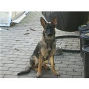 Schæferhund choco