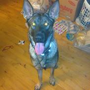Schæferhund choco