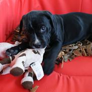 Blanding af racer DRAGON