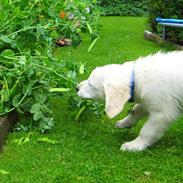 Golden retriever Jack