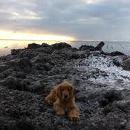 Cocker spaniel Holger