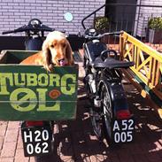 Cocker spaniel Holger