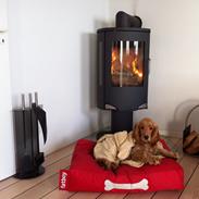 Cocker spaniel Holger