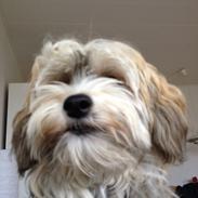 Chinese crested powder puff Nickie