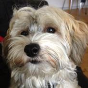 Chinese crested powder puff Nickie