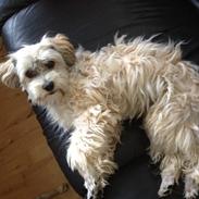 Chinese crested powder puff Nickie