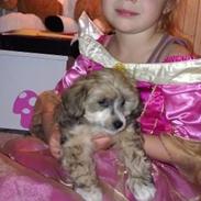 Chinese crested powder puff Nickie