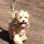 Chinese crested powder puff Nickie