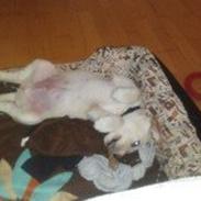 Blanding af racer Kato