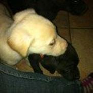 Blanding af racer Kato