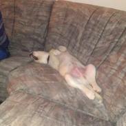 Blanding af racer Kato