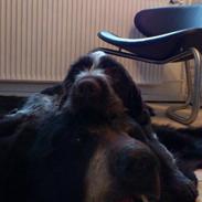 Ruhåret hønsehund Herman Kærholt