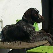 Ruhåret hønsehund Herman Kærholt