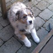 Australian shepherd Manni (Himmelhund)