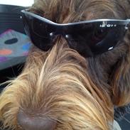 Ruhåret hønsehund Ludvig