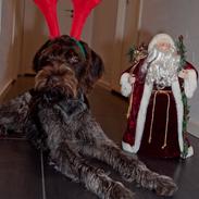 Ruhåret hønsehund Ludvig