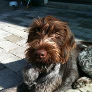 Ruhåret hønsehund Ludvig