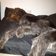 Ruhåret hønsehund Ludvig