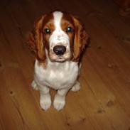 Welsh springer spaniel Chico