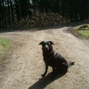Blanding af racer Bella